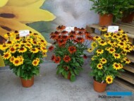 Rudbeckia - odmiany z grupy SmileyZ: 'Big Kiss', 'Big Smile', 'Big Love'_Phlox paniculata Flame Pro 'Soft Pink'