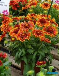 Gaillardia Spintop 'Copper Sun'_Dni Otwarte Vitroflory 2019