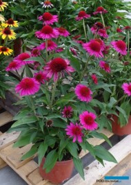 Echinacea ‘Delicious Candy’_Dni Otwarte Vitroflory 2019