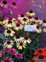 Echinacea 'Rainbow Yellow'_Dni Otwarte Vitroflory 2019