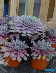 Sempervivum BigSam 'Purple Quartz'_Dni Otwarte Vitroflory 2019