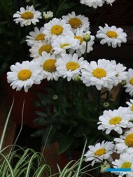 Leucanthemum maximum Sweet 'Daisy Jane'_Dni Otwarte Vitroflory 2019