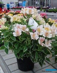 Alstroemeria_ColoritaFabiana_Dni Otwarte Vitroflory 2019