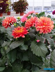 Dalia XXL 'Tabasco'_Dni Otwarte Vitroflory 2019