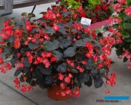 Begonia Viking XL ‘Red on Chocolate’_Dni Otwarte Vitroflory 2019