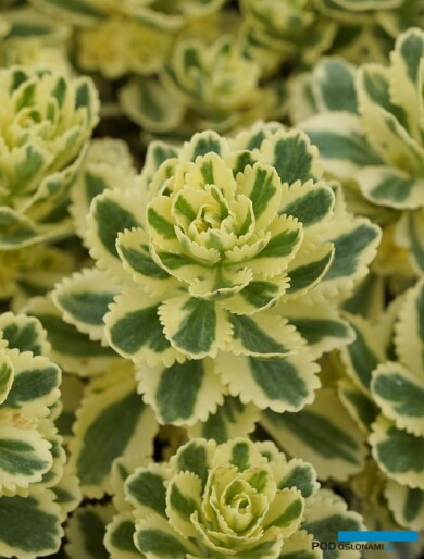 Sedum takesimense Atlantis