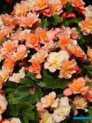 Dni Otwarte Volmary 2019_Begonia ×elatior Sunpleasure 'Apricot'