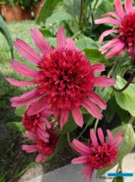 Echinacea purpurea Papallo Semi Double 'Cherry'