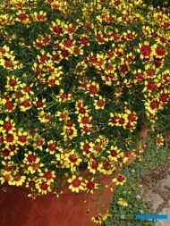 Coreopsis verticillata ‘Corleone Red & Yellow’
