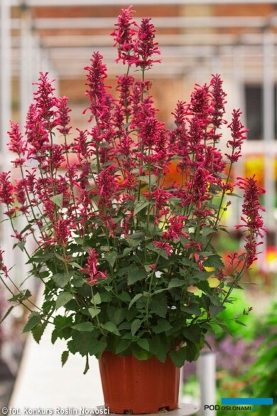 Agastache 