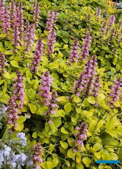 Ajuga reptans 