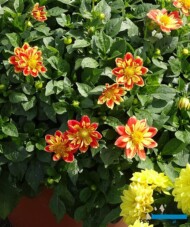 Dni Otwarte Volmary 2019_Dahlia ×hortensis Lubega Special 'Orange Bicolor'