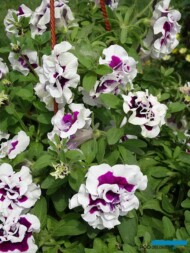 Petunia Tumbelina 'Bella