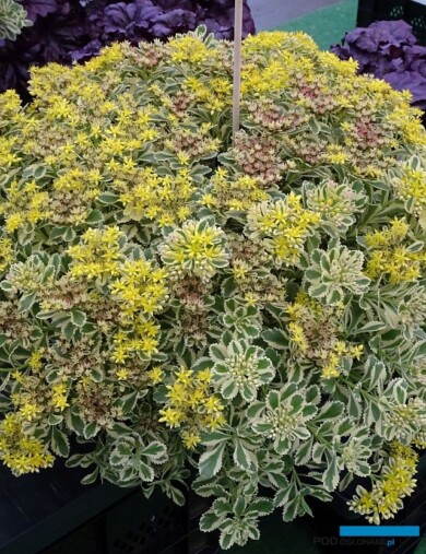 Sedum takesimense Atlantis