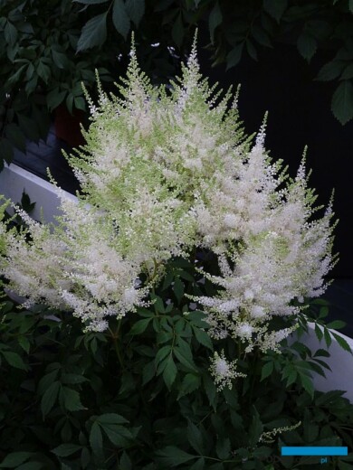 Astilbe Mojito