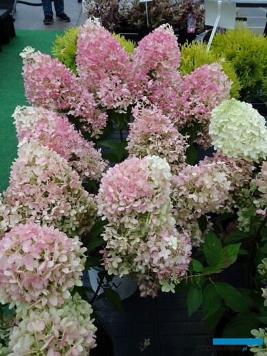 Hydrangea paniculata Pinkachu