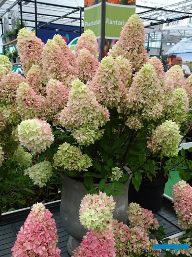 Hydrangea paniculata Little Fraise