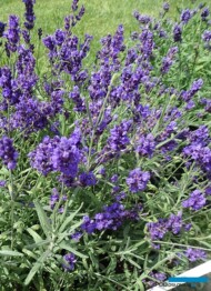 Lavandula angustifolia Vienco ‘Purple’