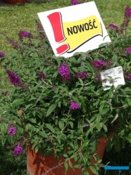 Buddleja Summer Bird 'Magenta'