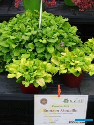 Ajuga reptans Gold Chang (Golden Treasure)