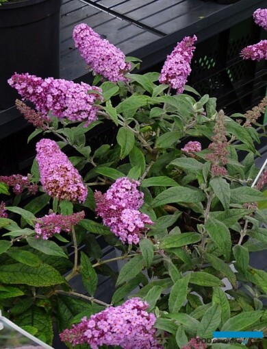 Buddleja Rocketstar Flamingo