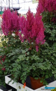 Astilbe Lowlands Ruby
