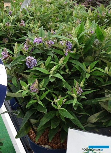 Plantarium 2019_Buddleja Blue Sarah