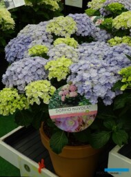 Hydrangea-macrophylla Doppio Nuvola
