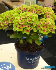 Hydrangea macrophylla Magical Green Delight