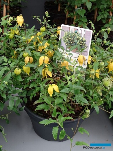 Plantarium 2019_Clematis Little Lemons