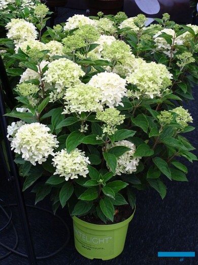 Plantarium 2019_Hydrangea paniculata White Light