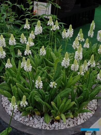 Primula vialii Alison Holland