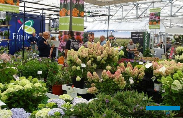 Konkurs nowości roślinnych stanowi jedną z corocznych atrakcji targów Plantarium; zgłoszone do niego, w tym wyróżnione medalami odmiany skupiają uwagę zwiedzających, fot. A. Cecot