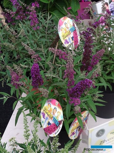 Buddleja davidii Summer Teens Mats Magic Red