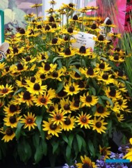 Rudbeckia hirta SmileyZ Star of Life