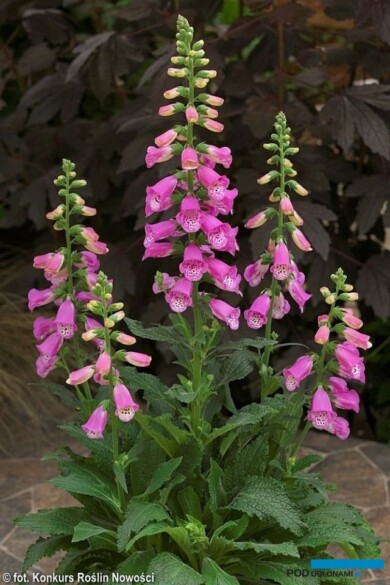 Digitalis 