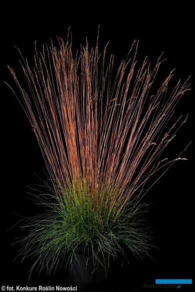 Festuca 