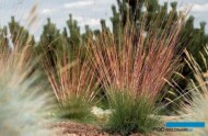 Kostrzewa (Festuca) 'Miedzianobrody' - jedna z odmian polskiej hodowli zgłoszonych do Konkursu Roślin Nowości 2019, fot. konkurs Roślin Nowości