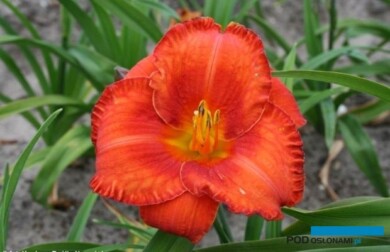 Hemerocallis 