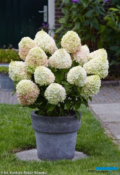 Hydrangea paniculata LIVING SUMMER LOVE
