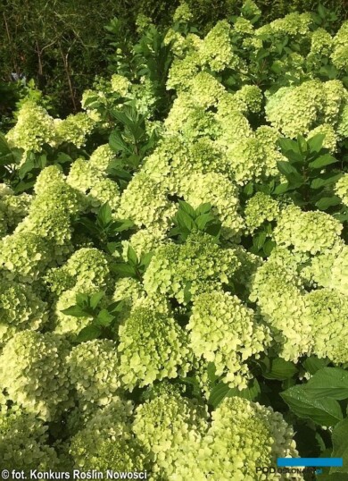 Hydrangea paniculata MOJITO, fot. 1-3 Konkurs Roślin Nowości/ZSzP