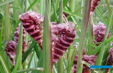 Miscanthus sinensis ‘Boucle’, fot. Konkurs Roślin Nowości 