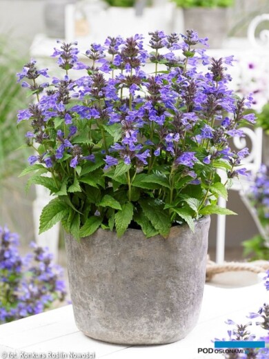 Nepeta NEPTUNE, fot. Konkurs Roślin Nowości