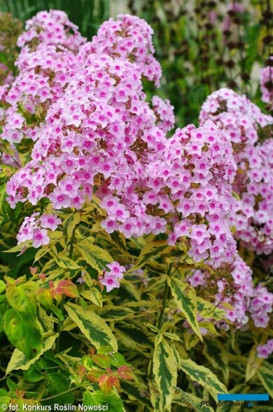 Phlox paniculata 