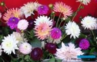 Holland Dahlia Event, czyli Holenderskie Dni Dalii są okazją do zapoznania się z bogatym asortymentem odmian dalii, ktore nabierają znaczenia w uprawie na kwiaty cięte