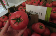 Pomidory odmiany Maluno, pomidory malinowe