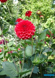Dahlia_Red Symphony_kulista
