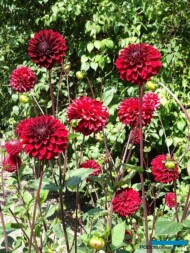 Dahlia_Night Queen_kulista