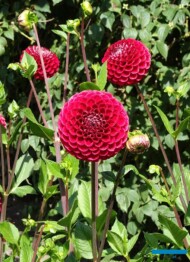 Dahlia__Cornel_kulista_