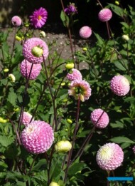 Dahlia _Maaike_odmiana pomponowa